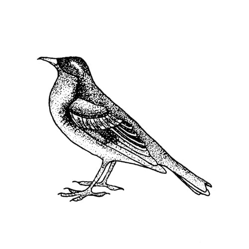 [Tattly] Songbird Pairs
