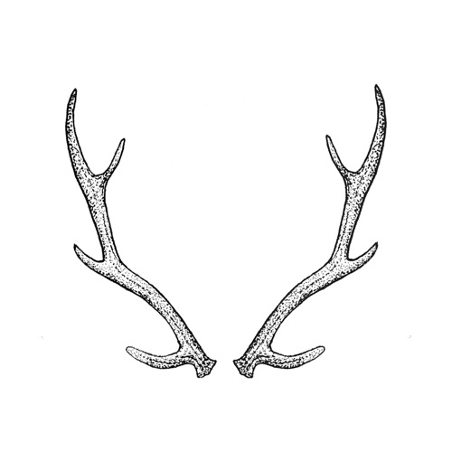 [Tattly] Antlers Pairs